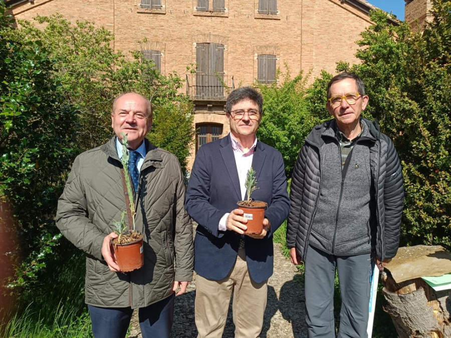 Recuperación planta rupícola en San Juan de la Peña